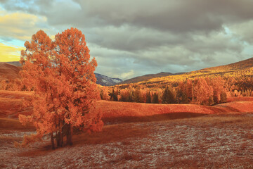 适合冬天种植的植物种类-